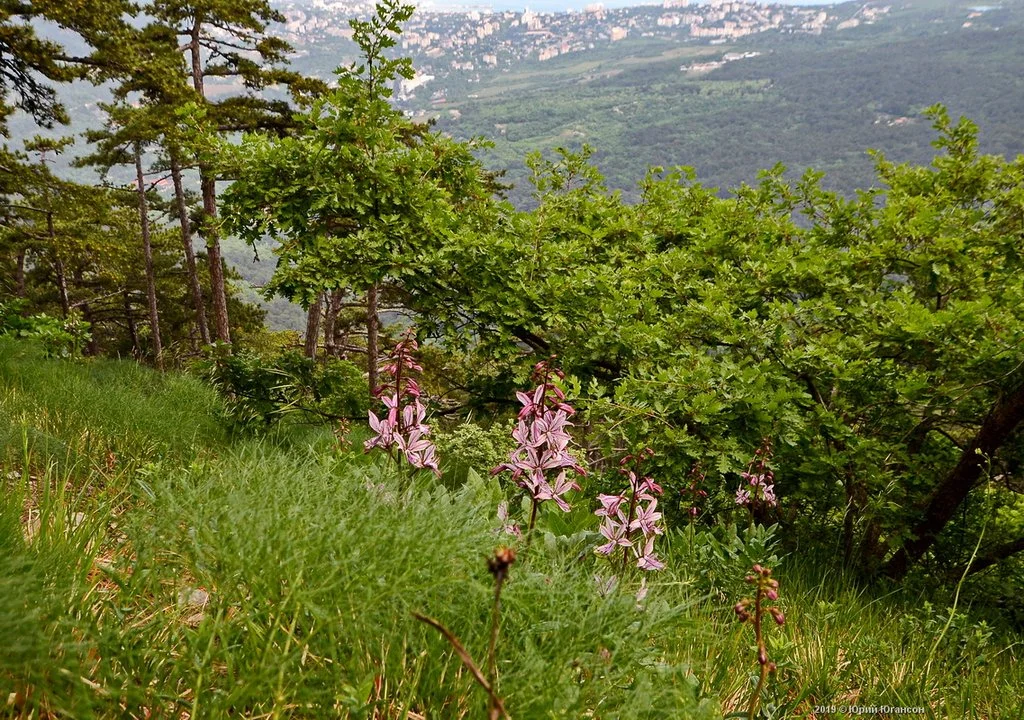 Ай-Петри: Величественная гора в сердце Крыма 4