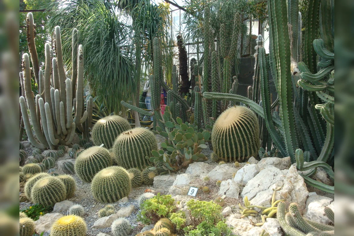 Никитский ботанический сад: неисчерпаемый источник чудес 10